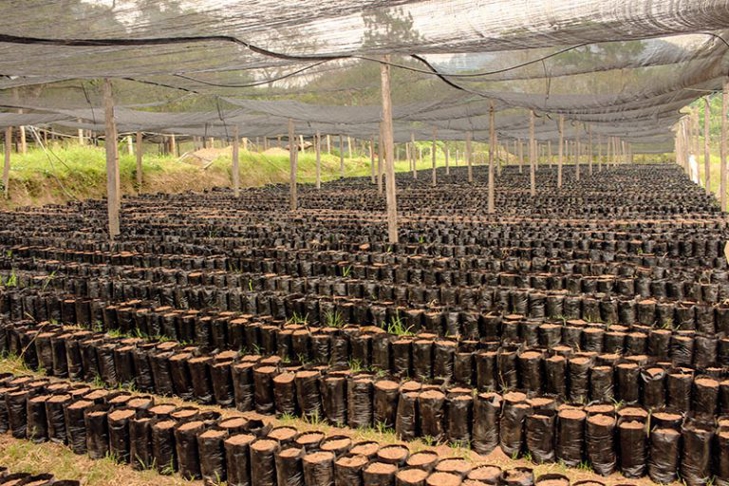 Coffee farm in El Terrerito