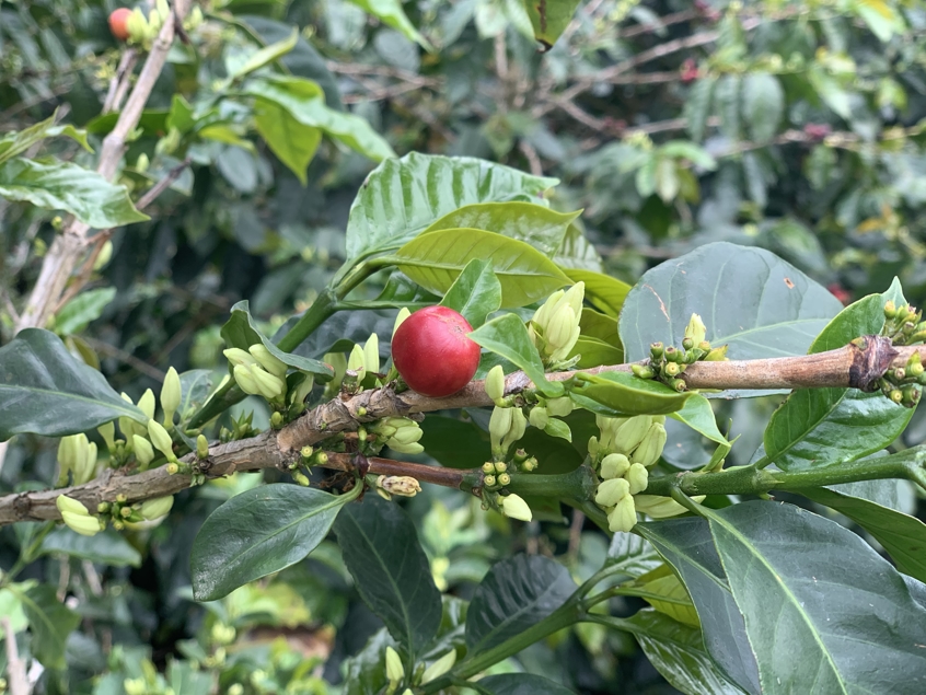 Coffee plants