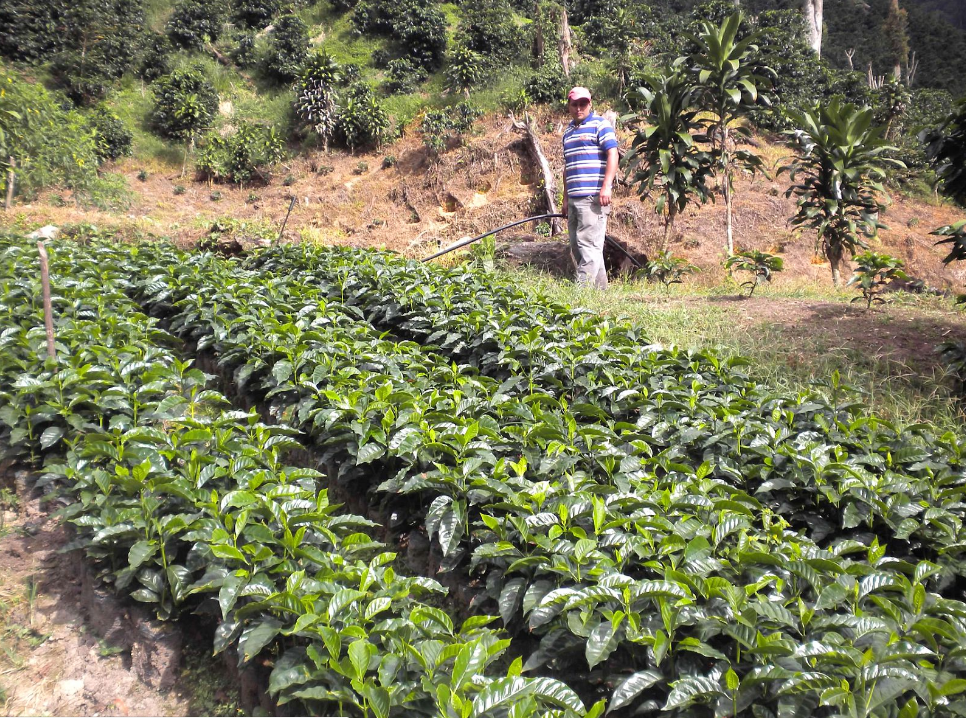 Agua Fresca coffee farm in Nicaragua