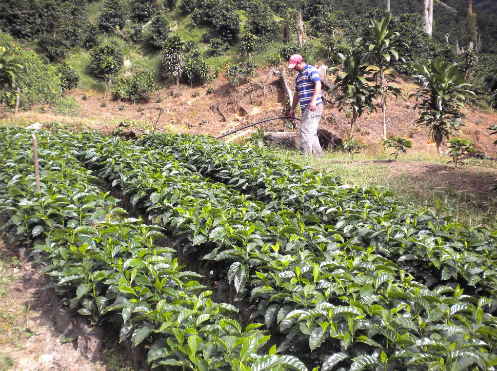 PJ's Coffee's Agua Fresca farm with rows of coffee plants