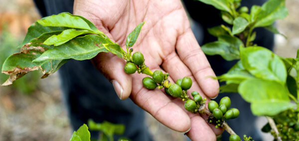 Coffee Bean Grown at the Source